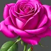 user5062040904937