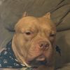 9starr.ren