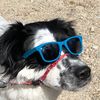 subpardoggy