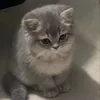 nfsosadd