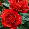 user788850758