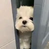 nnwsky