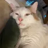 babiutan_