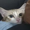 siriustrz_