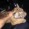 ali_saewani