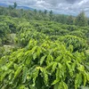 baokhang1442019