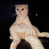 chatchaisuksai