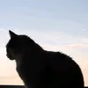 mehen_357
