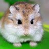 hamsteranger