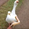 xaroo77