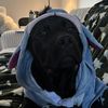 canecorso.cannoli