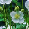 ahmedi_2020