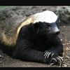 huffpuffhoneybadger