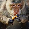 monkeypox091