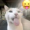saygex.org0