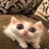 sigma_cat394