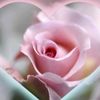 yasmeen5501