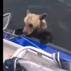 Good neighbor