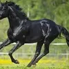 horse...loverz