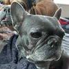 nannawithdogs