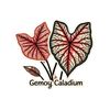 gemoycaladiumseries