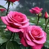 adn43387