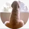 the_fff