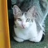 meowmeowmeowmeow0902