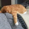 purrmii