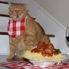 pastacat48lover_