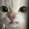 oksokik