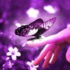 butterfly0632