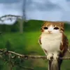 ninjacatdx