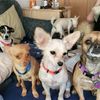 5littledoggies