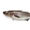 codphishjo
