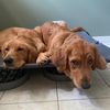 walterandenzo