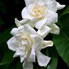 whtgardenias