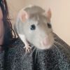 mad_hoodie