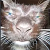 aslan1._.1