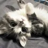 twikkiiii