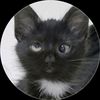 chat_noir666