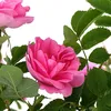 jamilah_685