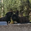 tasmaniskidavo