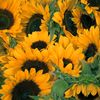 sunflowers7474