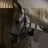 lmmyo_k