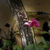 vod_anh