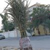n.alahmed