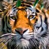 awakeningtiger