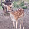 justyna_cytryna4