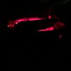 therightwacko4209